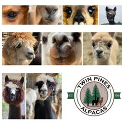Twin Pines Alpacas